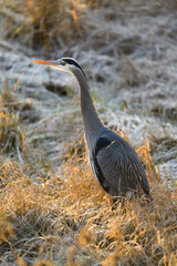 A great blue heron stands in profile in a frosty field in winter.  The large bird is backlit in the Skagit Valley of Washington State