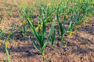 Green shoots of garlic on the bed. Growing garlic