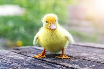 Little yellow fluffy duckling on a wooden surface in the garden