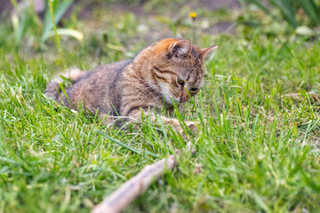 A brown tabby cat lies in the garden on the grass and plays with a stick