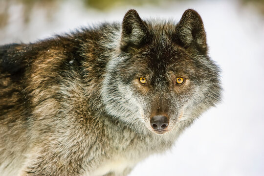 Close-up portrait of a wolf (Canis lupus) looking into the camera; Golden, British Columbia, Canada