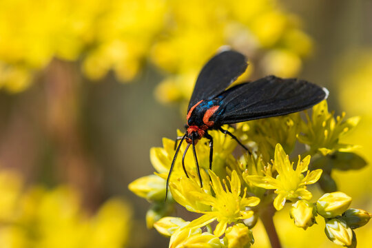 A Red-shouldered ctenucha moth (Ctenucha rubroscapus) sips nectar from sedum blossoms in a flower garden; Astoria, Oregon, United States of America