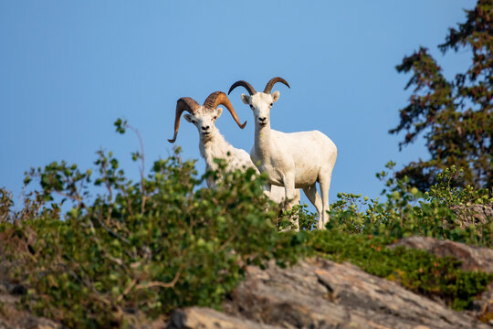 Two Dall sheep (Ovis dalli) rams looking down at camera in the Windy Point area of the Chugach Mountains, South-central Alaska, South of Anchorage; Alaska, United States of America