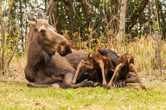 Twin moose calves (Alces alces) try desperately to get under the cow to get more milk from her, South-central Alaska; Anchorage, Alaska, United States of America