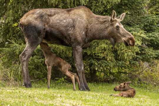 Moose calf (Alces alces) nursing from cow moose while the other calf rests, South-central Alaska; Anchorage, Alaska, United States of America