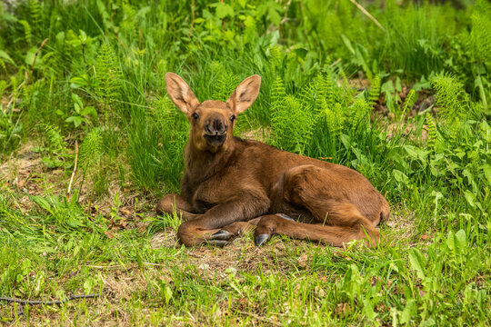 Young moose calf (Alces alces) lying on grass,South-central Alaska; Anchorage, Alaska, United States of America