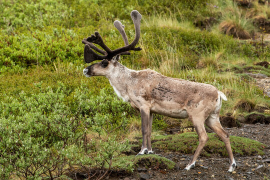 Bull caribou (Rangifer tarandus) with antlers in velvet yet Spring coats are usually quite ratty looking, Interior Alaska; Alaska, United States of America