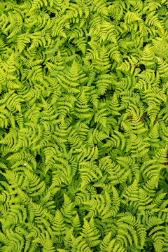 A large patch of ferns are seen when one walks the Russian River Falls Trail on the Kenai Peninsula, near the parking area for hikers, South-central Alaska; Alaska, United States of America