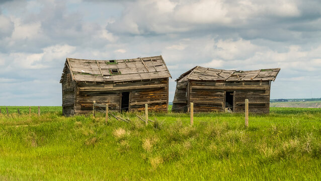 Two collapsing barns sitting on farmland, Kneehill County; Drumheller, Alberta, Canada