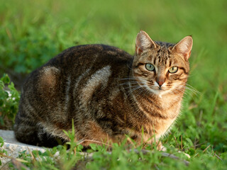 Naklejka na ściany i meble Free domestic cat on a natural environment. Felis catus. 
