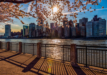 Sun setting behind cherry blossoms (Kwanzan Prunus serrulata) with a view of the Manhattan skyline, viewed from Roosevelt Island; New York, United States of America