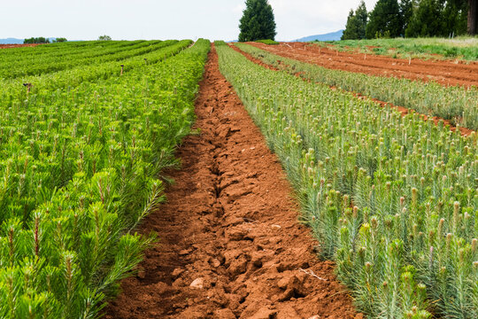 Rows of thousands of one year old pine seedlings on the USDA Forest Service Placerville Nursery; Placerville, California, United States of America