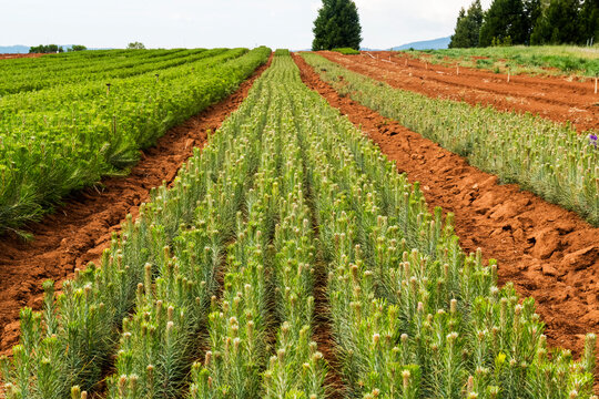 Rows of thousands of one year old pine seedlings on the USDA Forest Service Placerville Nursery; Placerville, California, United States of America
