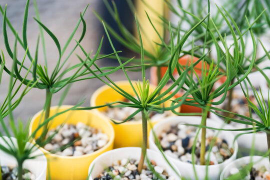 Container grown pine seedlings in a greenhouse on the USDA Forest Service Placerville Nursery; Placerville, California, United States of America