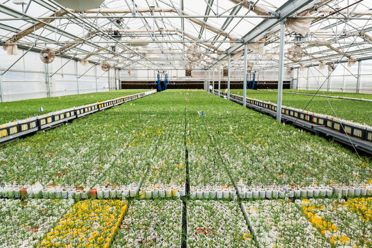 Container grown pine seedlings shedding the last of their seed coat in a greenhouse on the USDA Forest Service Placerville Nursery; Placerville, California, United States of America