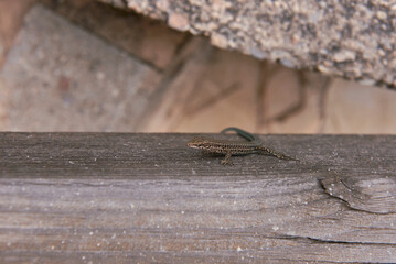 A small lizard on a wooden trunk
