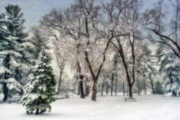 Snowfall at the Arthur Ross Pinetum, Central Park; New York City, New York, United States of America