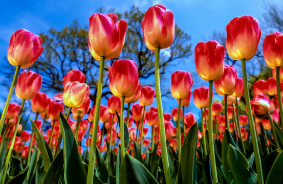 Tulips (Tulipa) in bloom against a blue sky, Central Park Conservancy; New York City, New York, United States of America