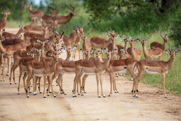 Impala Antelopes in the Kruger National Park, South Africa - obrazy, fototapety, plakaty