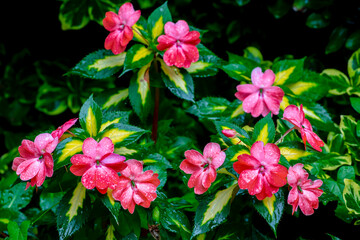 Flowering plant with pink blossoms and unique leaves; Hudson, Quebec, Canada