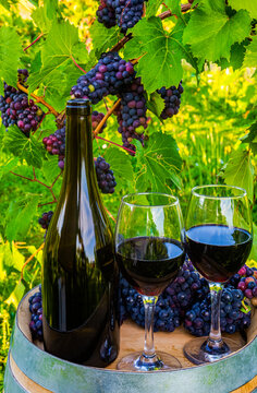 Wine served at a winery with wine glasses and clusters of fresh grapes on a barrel; Quebec, Canada