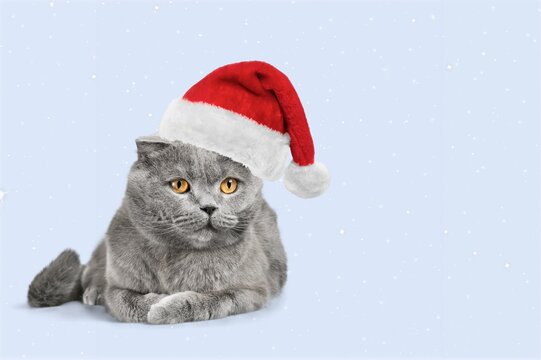 Ð¡ute Young Smart Cat Pet In Santa Hat