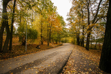 
Autumn landscape. Autumn nature. Fall scene. Park covered by yellow foliage. Tranquil background. Colorful forest in sunlight, Helsinki, Finland