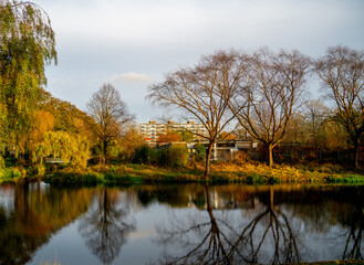 Pond with reflection of trees in the Netherlands
