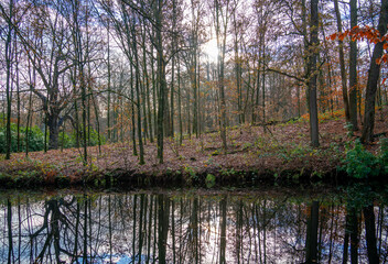 Fototapeta na wymiar Pond with reflection of trees in the Netherlands 