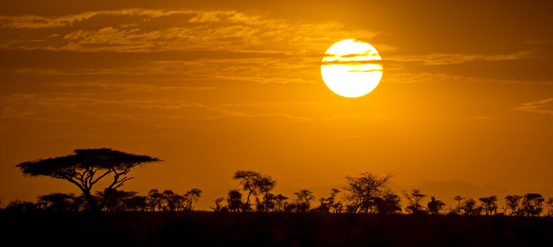 Silhouetted acacia trees (Acacia tortillis) with a glowing orange sky and bright sun at sunset; Tanzania