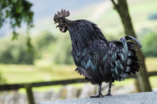 Black cockerel, Ayam Cemani, a rare bird, standing on a wall looking down; Hexham, Northumberland, England