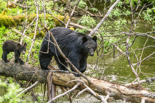 American black bear (Ursus americanus) and cub walking on a fallen log across a river, the cub following the adult; Alaska, United States of America