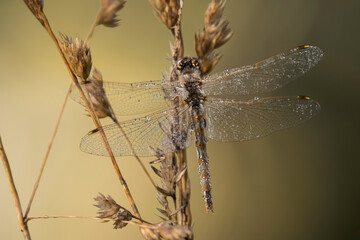 A Variegated Meadowhawk Dragonfly (Sympetrum) dries the dew from its wings on a summer morning; Astoria, Oregon, United States of America