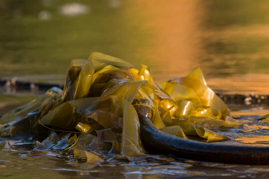 Bull Kelp (Nereocystis luetkeana) washes up on Indian Beach at Ecola State Park; Cannon Beach, Oregon, United States of America