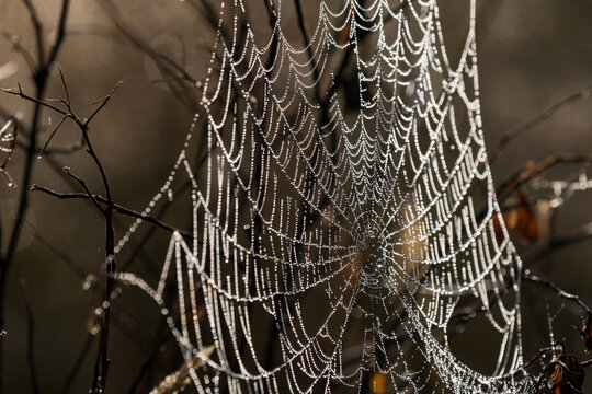 An orb weaver spider weaves a dark web in an Oregon Meadow; Astoria, Oregon, United States of America