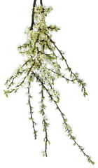 Beautiful spring blossom branch with flowers