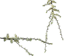 Beautiful spring blossom branch with flowers