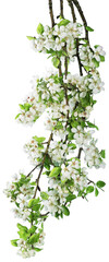 Beautiful spring blossom branch with flowers
