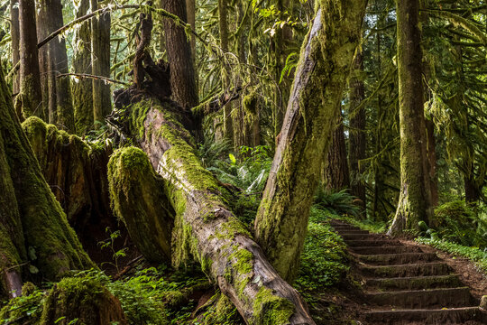 An impressive stairway has been constructed on the trail to Soapstone Lake; Hamlet, Oregon, United States of America