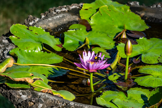Water lily (Nymphaeaceae); Lovina, Bali, Indonesia