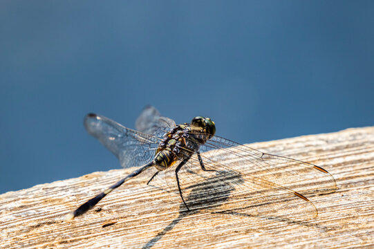 Dragonfly, Bogor Botanical Gardens; Bogor, West Java, Indonesia