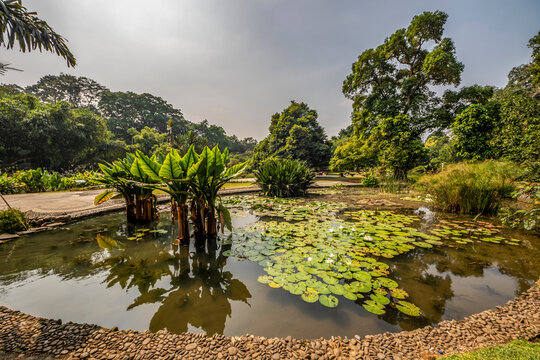 Aquatic Plant Garden at Bogor Botanical Gardens; Bogor, West Java, Indonesia
