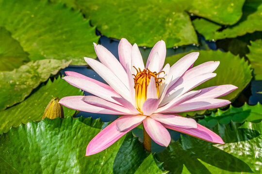 Water lily (Nymphaeaceae) plant in bloom in a pond, Bogor Botanical Gardens; Bogor, West Java, Indonesia