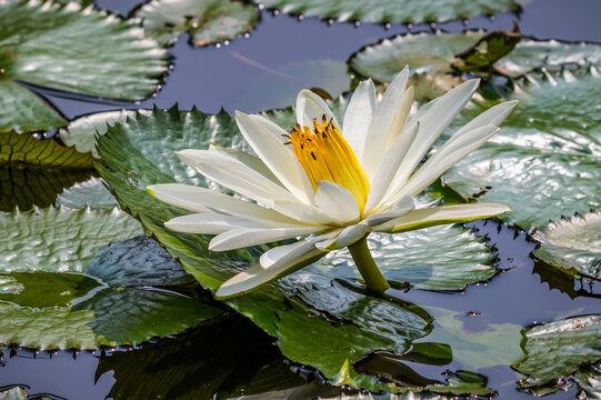 Water lily (Nymphaeaceae) plant in bloom in a pond, Bogor Botanical Gardens; Bogor, West Java, Indonesia