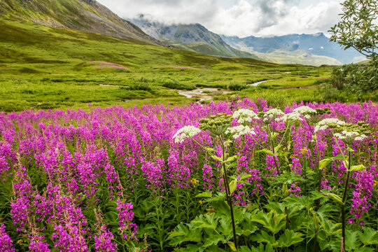 Late summer with Fireweed (Chamaenerion angustifolium) and cow parsnip (Heracleum maximum) in bloom in the Hatcher Pass area near Palmer, South-central Alaska; Alaska, United States of America