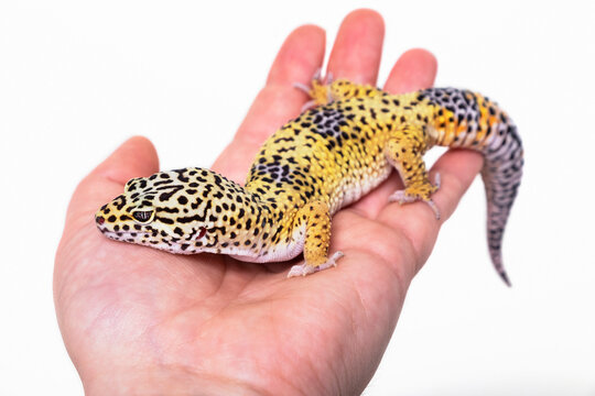 Leopard gecko (Eublepharis macularius) being held by owner on a white background; Studio