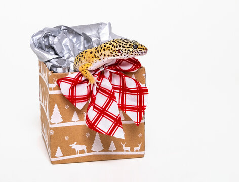 Surprise Christmas gift, a leopard gecko (Eublepharis macularius) in a Christmas gift box with bow; Studio