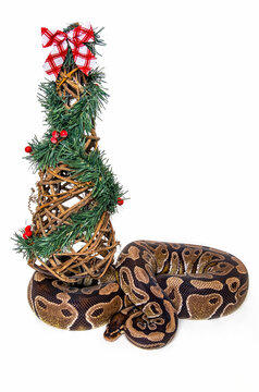 Ball python (Python regius) waiting for Santa under the Christmas tree; Studio