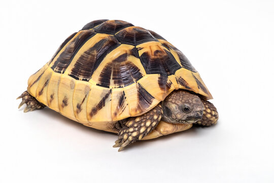 Eastern Harmann's Tortoise (Testudo hermanni boettgeri) posing on a white background; Studio
