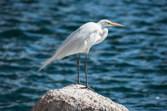 Great Egret (Ardea alba) perched on a rock against a watery background at Freestone Park; Gilbert, Arizona, United States of America